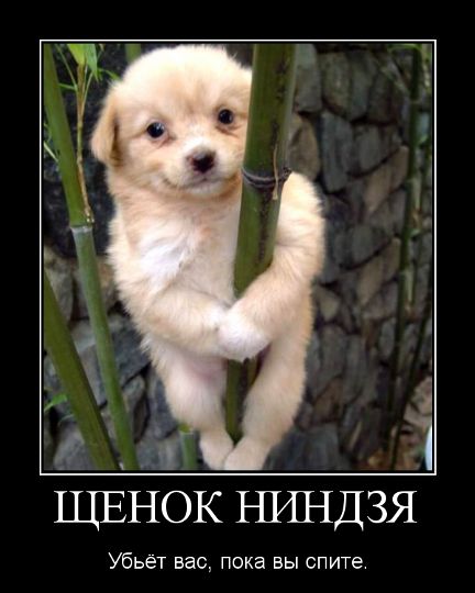ninja_puppy.jpg